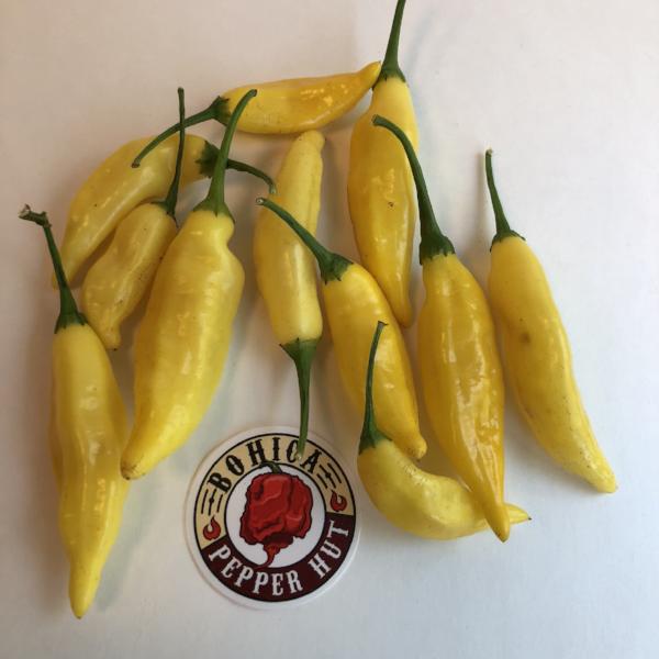 Aji Lemon Drop - Seeds - Bohica Pepper Hut - Little Red General Store
