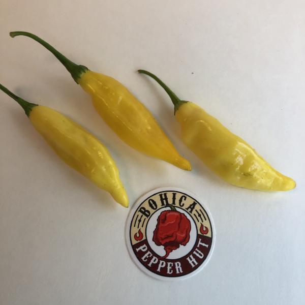 Aji Lemon Drop - Seeds - Bohica Pepper Hut - Little Red General Store