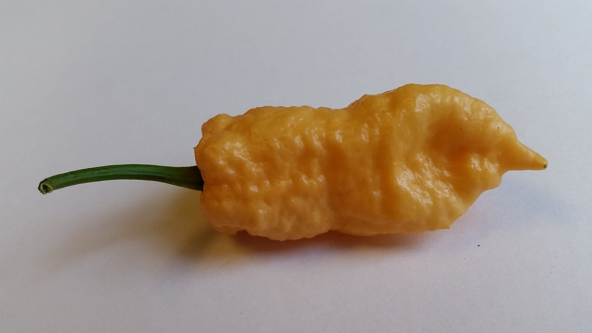 Peach Bhut Jolokia Ghost - Seeds - Bohica Pepper Hut - Little Red General Store