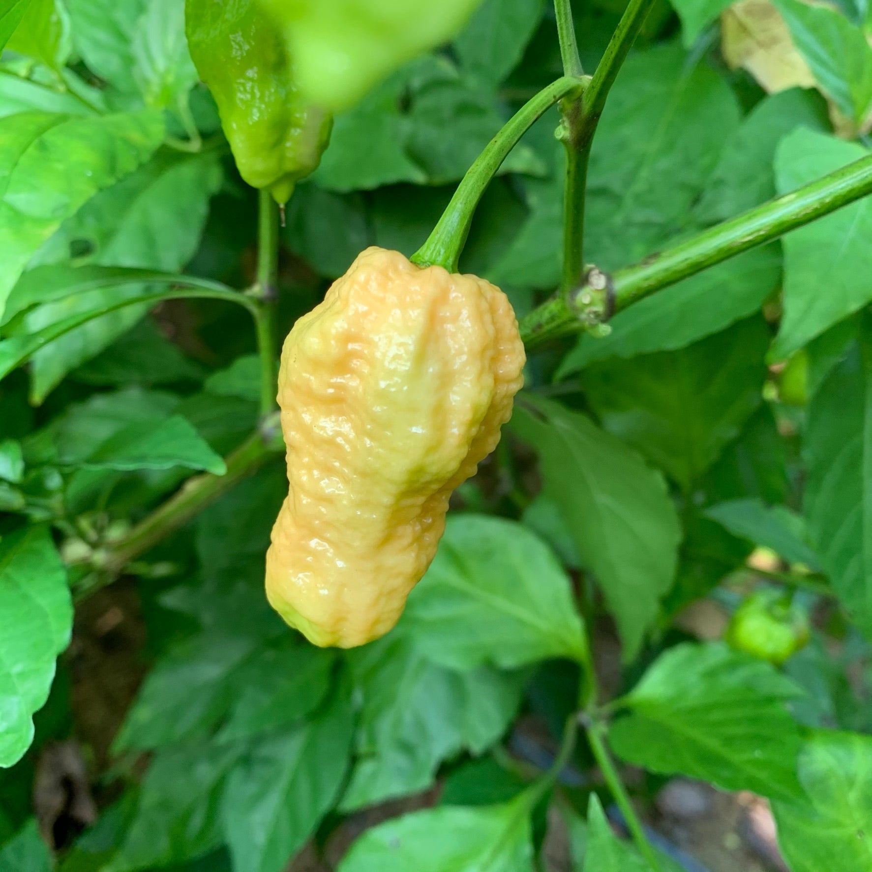 Peach Bhut Jolokia Ghost - Seeds - Bohica Pepper Hut - Little Red General Store