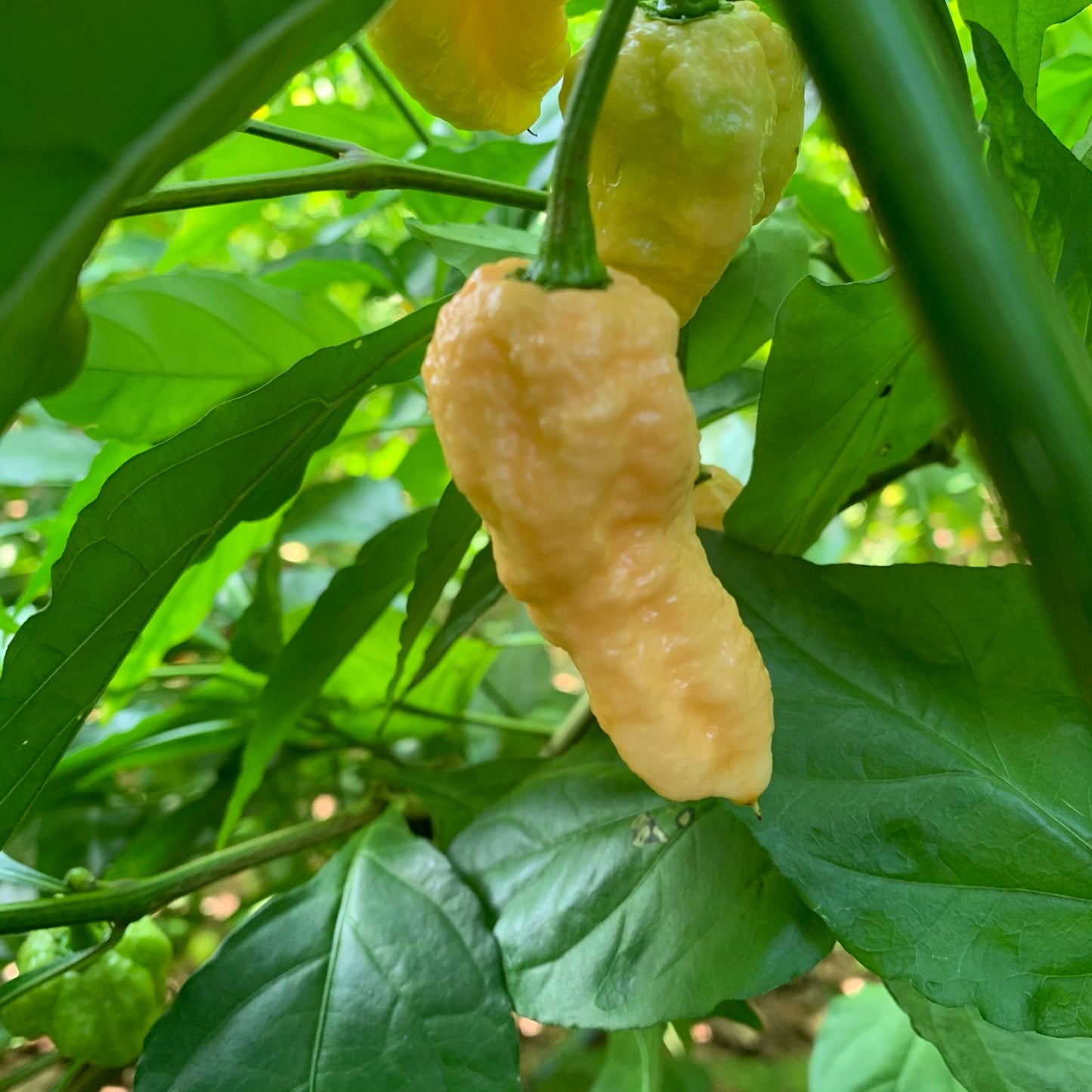 Peach Bhut Jolokia Ghost - Seeds - Bohica Pepper Hut - Little Red General Store
