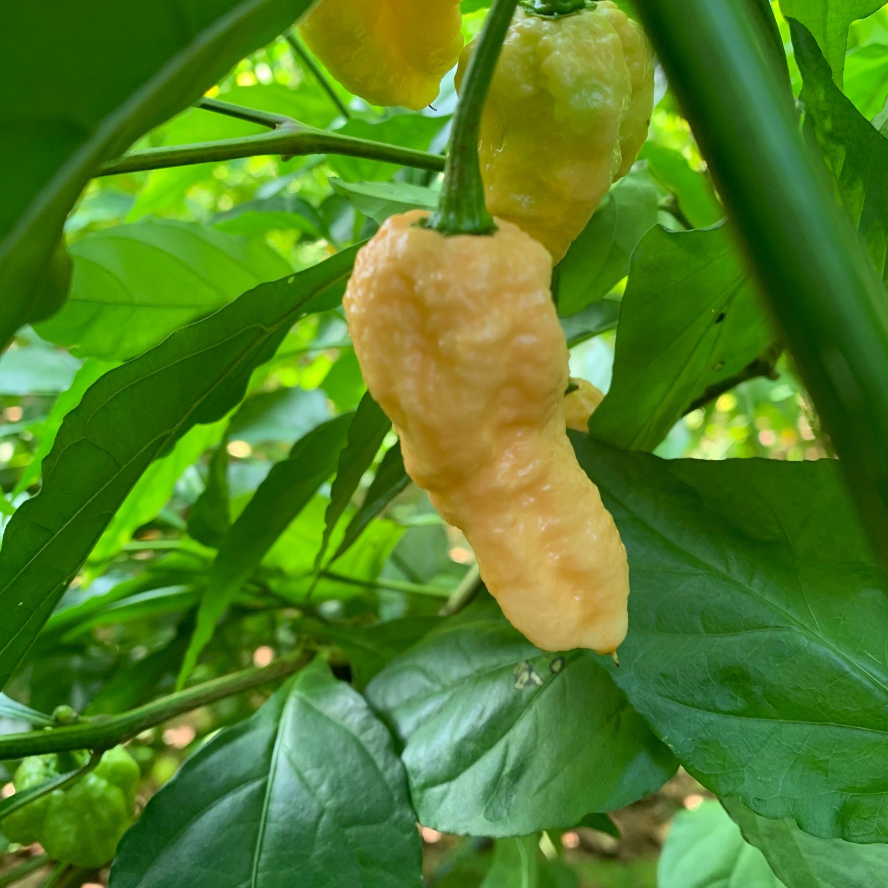 Peach Bhut Jolokia Ghost - Seeds - Bohica Pepper Hut - Little Red General Store