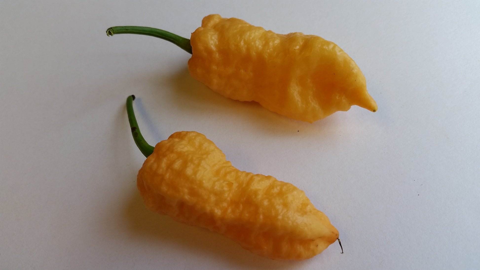 Peach Bhut Jolokia Ghost - Seeds - Bohica Pepper Hut - Little Red General Store