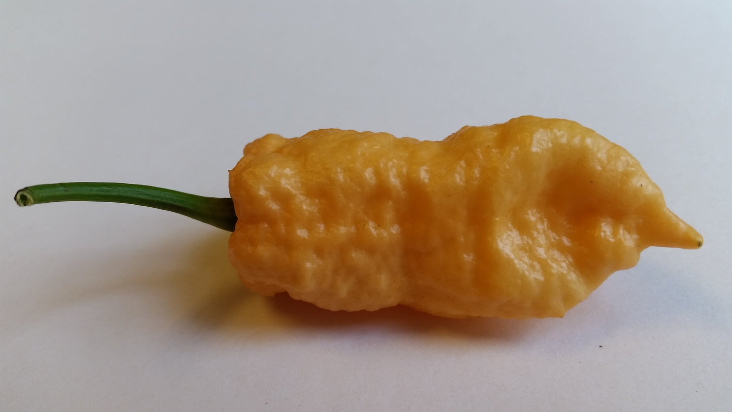 Peach Bhut Jolokia Ghost - Seeds - Bohica Pepper Hut - Little Red General Store