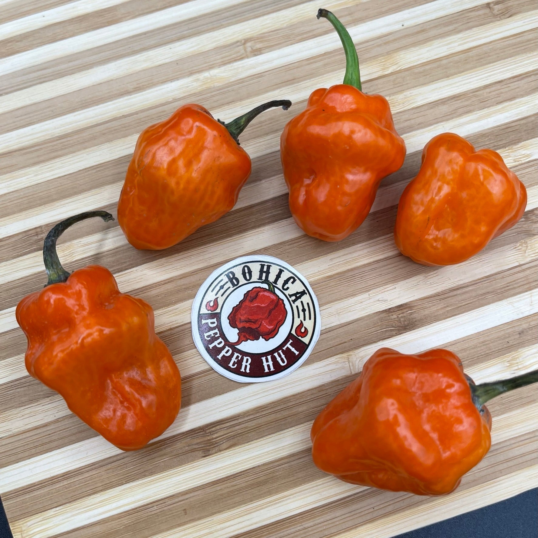 Habanero Orange - Seeds - Bohica Pepper Hut - Little Red General Store