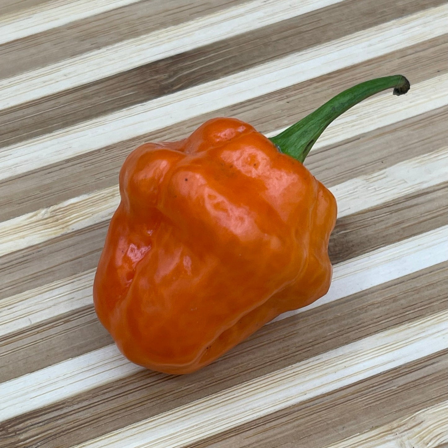 Habanero Orange - Seeds - Bohica Pepper Hut - Little Red General Store