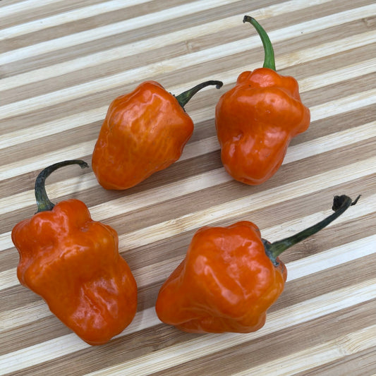 Habanero Orange - Seeds - Bohica Pepper Hut - Little Red General Store