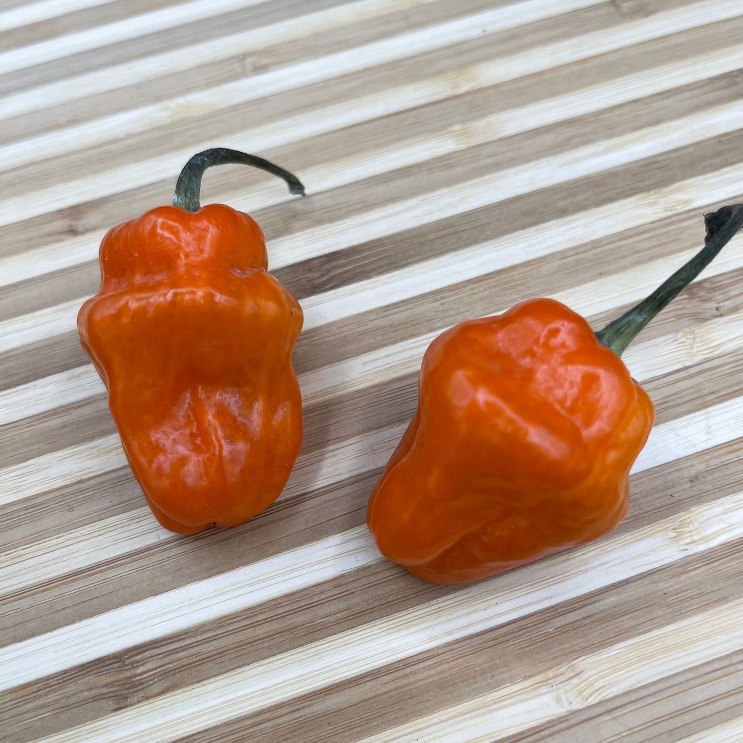 Habanero Orange - Seeds - Bohica Pepper Hut - Little Red General Store