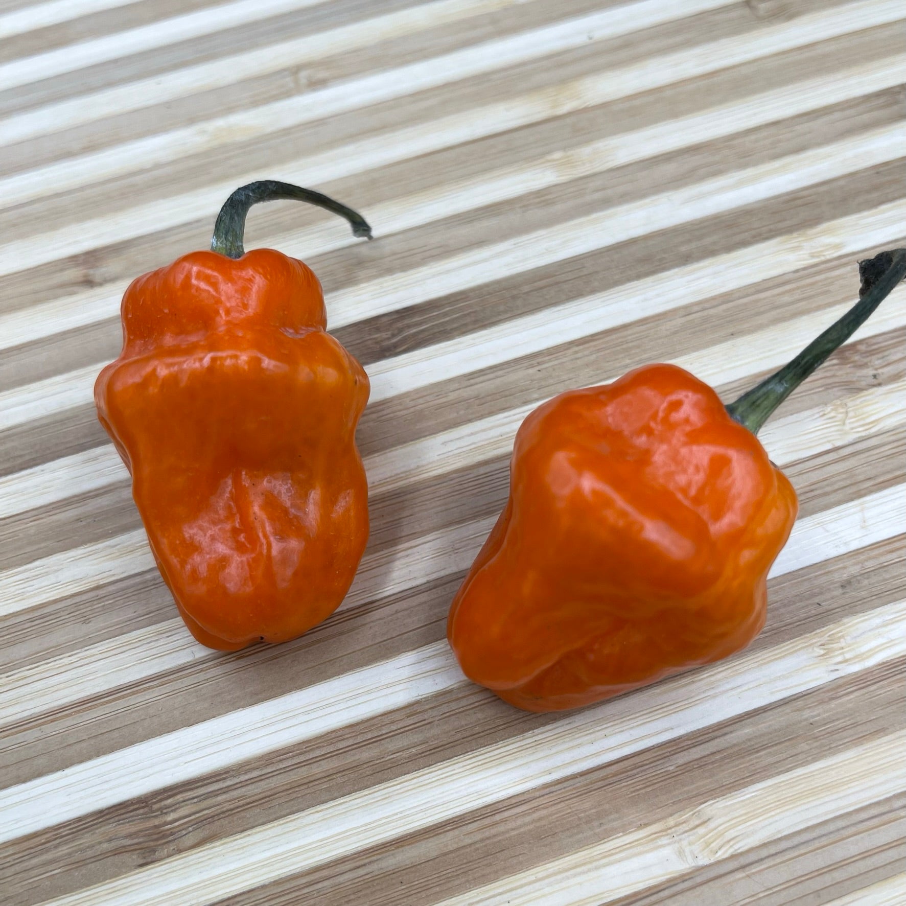 Habanero Orange - Seeds - Bohica Pepper Hut - Little Red General Store