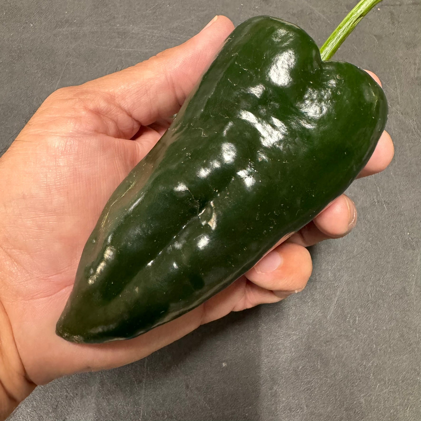 Poblano - Seeds - Bohica Pepper Hut - Little Red General Store