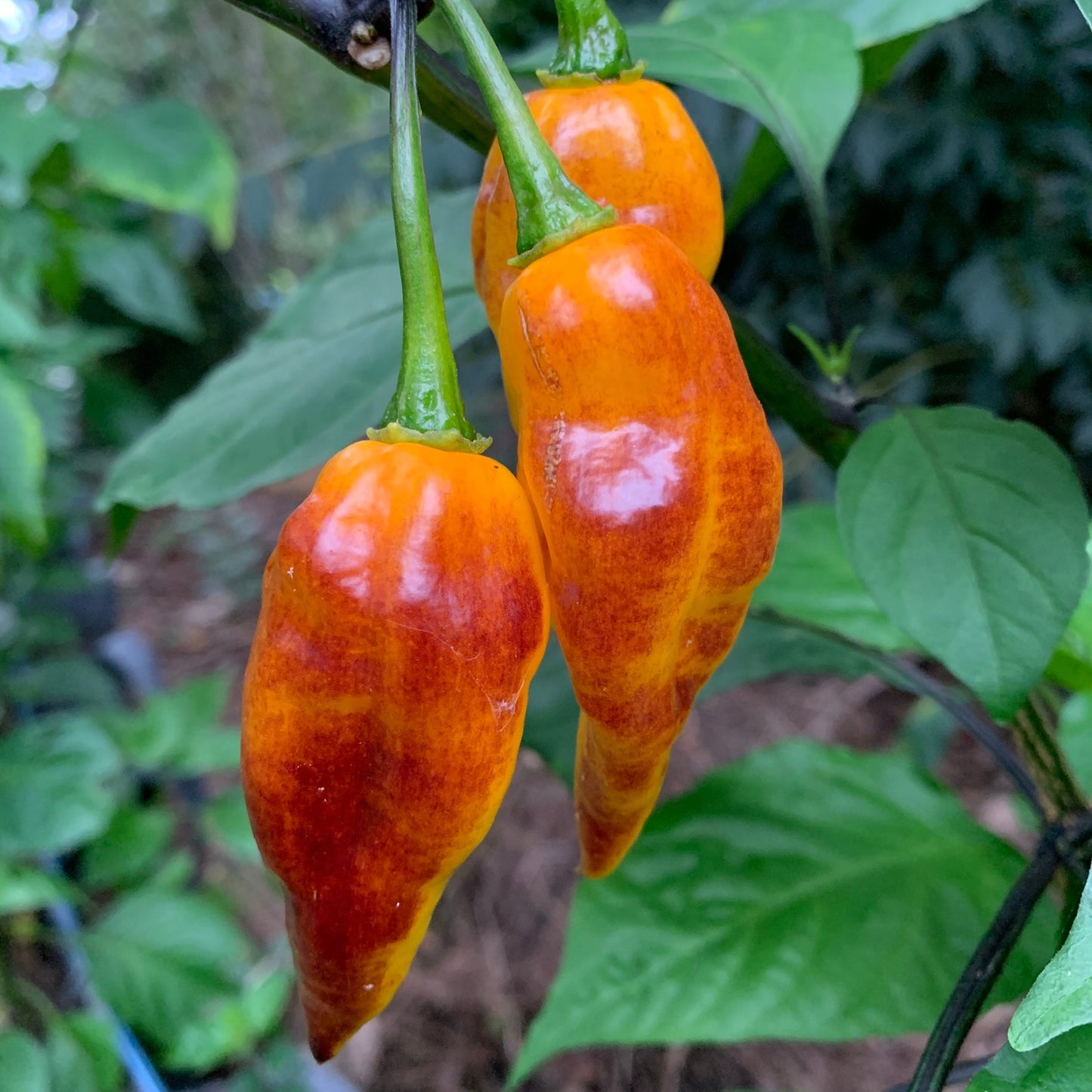 Pimenta Black Bhut - Seeds - Bohica Pepper Hut - Little Red General Store