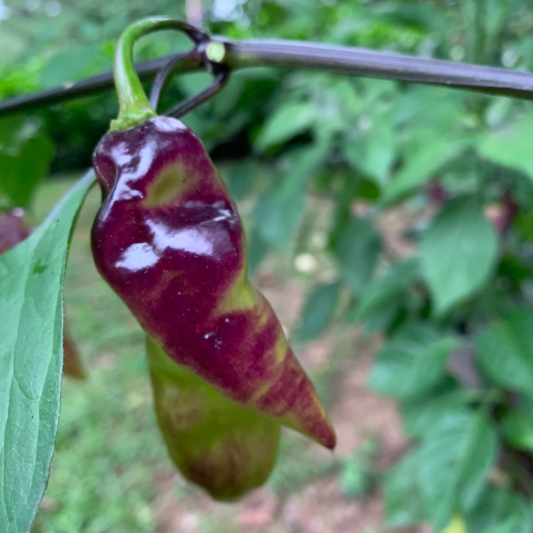 Pimenta Black Bhut - Seeds - Bohica Pepper Hut - Little Red General Store