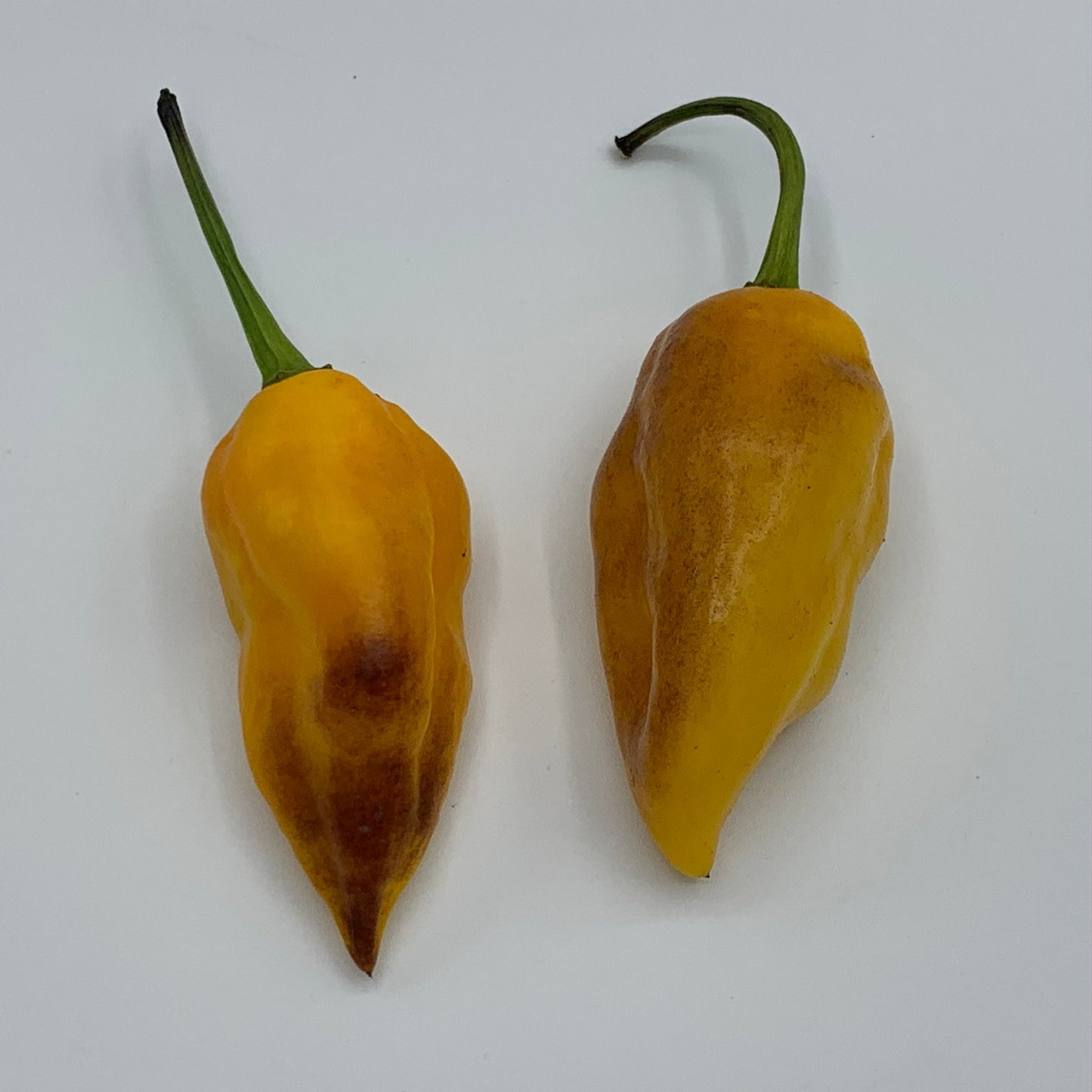 Pimenta Black Bhut - Seeds - Bohica Pepper Hut - Little Red General Store