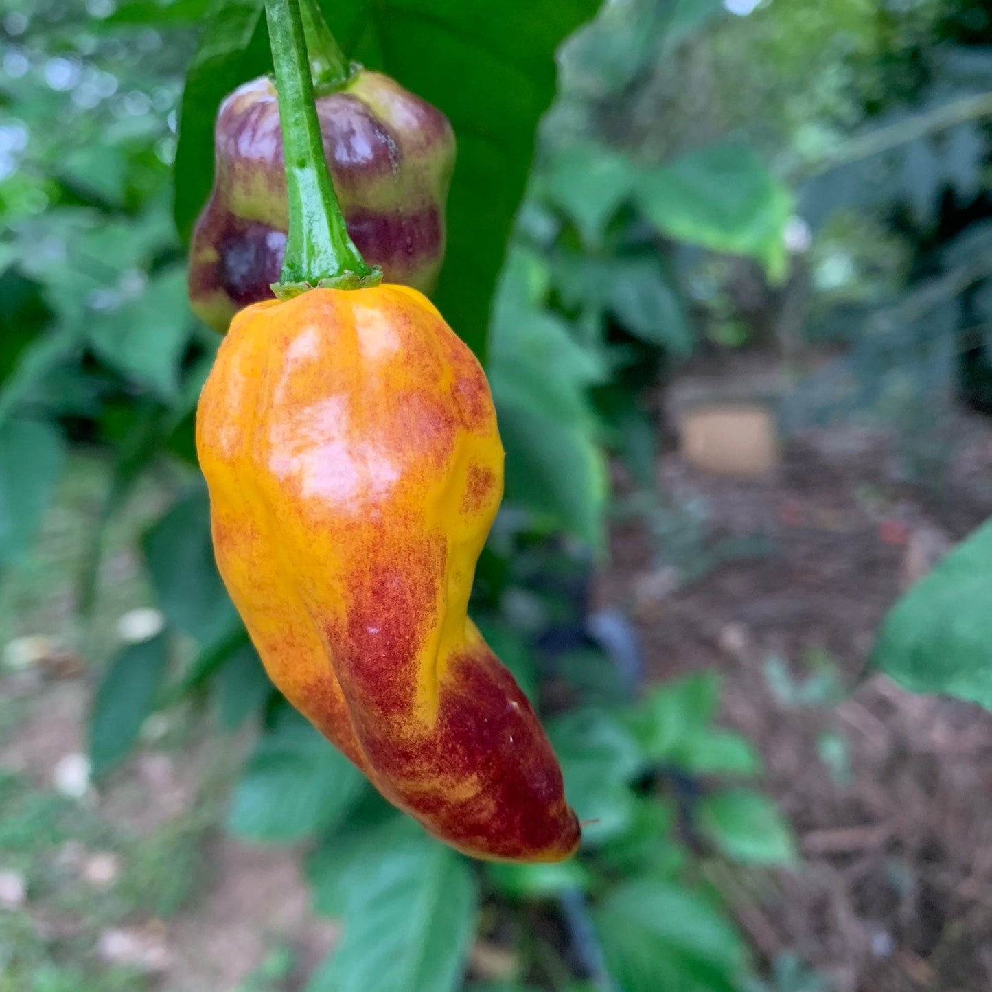 Pimenta Black Bhut - Seeds - Bohica Pepper Hut - Little Red General Store