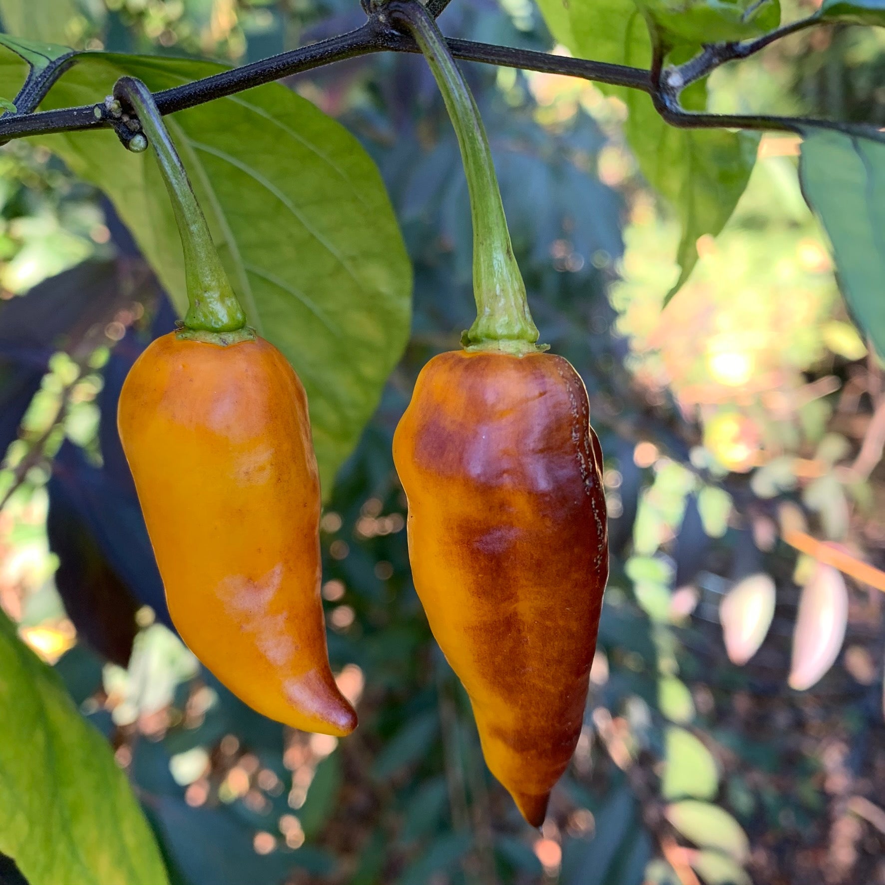 Pimenta Black Bhut - Seeds - Bohica Pepper Hut - Little Red General Store