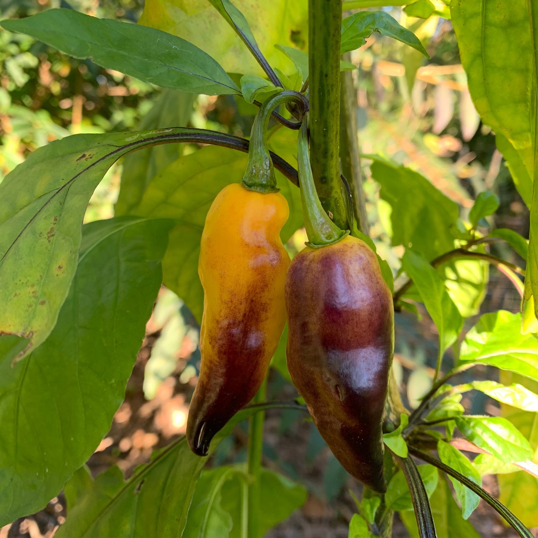Pimenta Black Bhut - Seeds - Bohica Pepper Hut - Little Red General Store