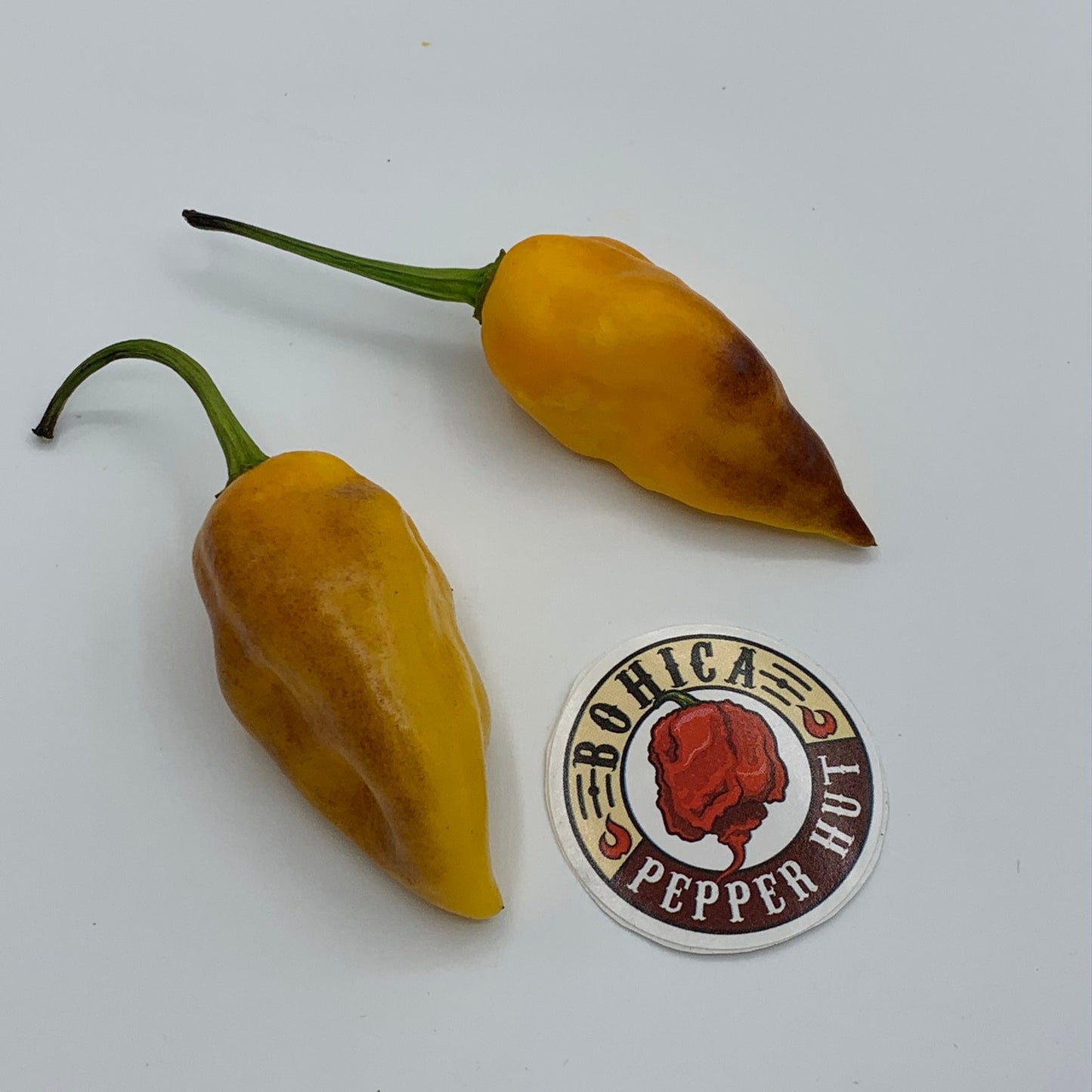 Pimenta Black Bhut - Seeds - Bohica Pepper Hut - Little Red General Store