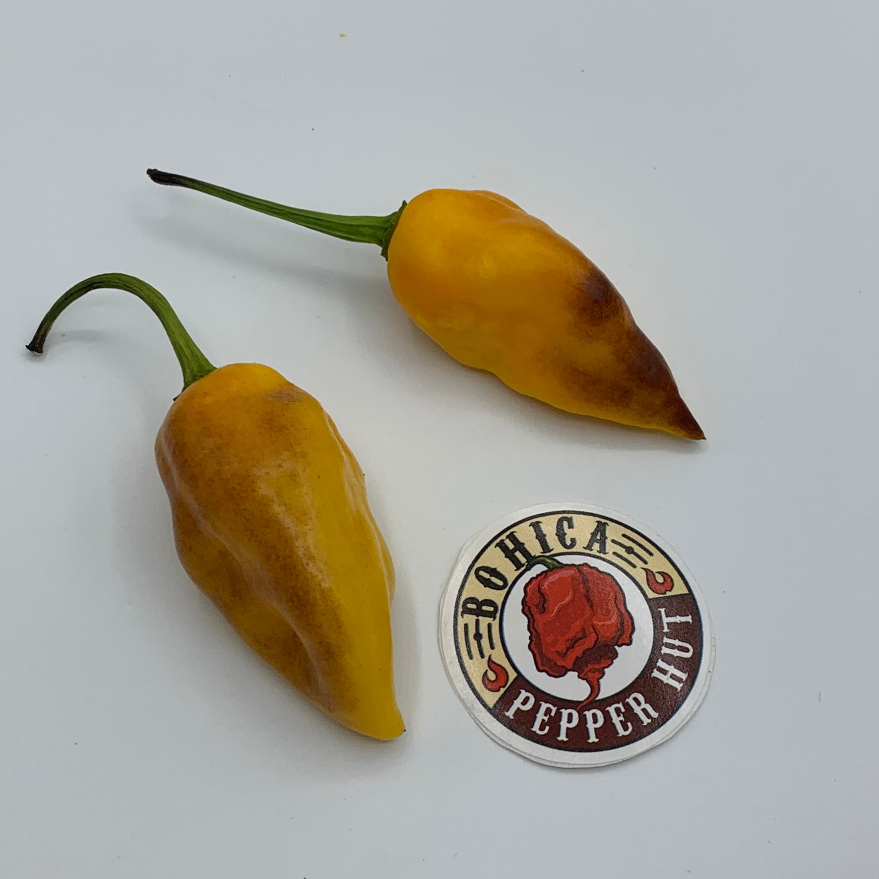 Pimenta Black Bhut - Seeds - Bohica Pepper Hut - Little Red General Store