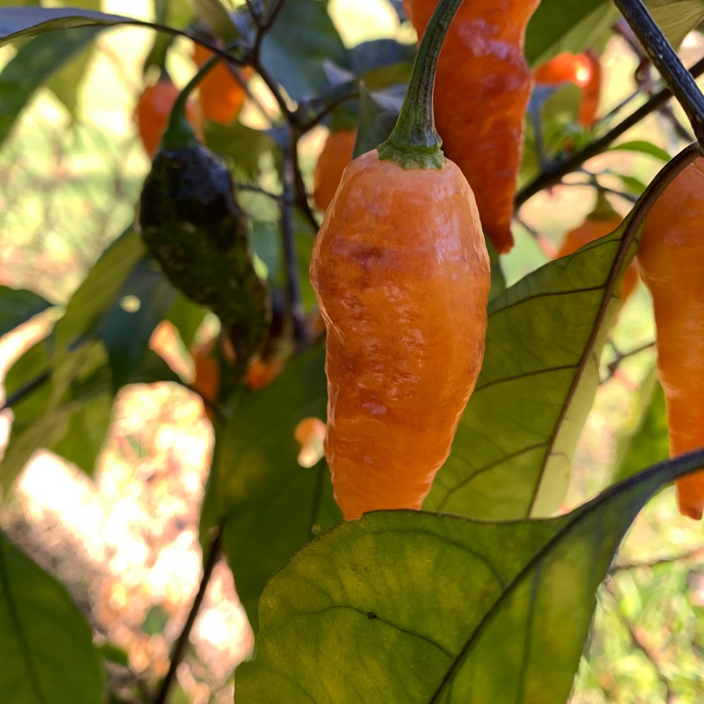 Black Panther Orange - Seeds - Bohica Pepper Hut - Little Red General Store