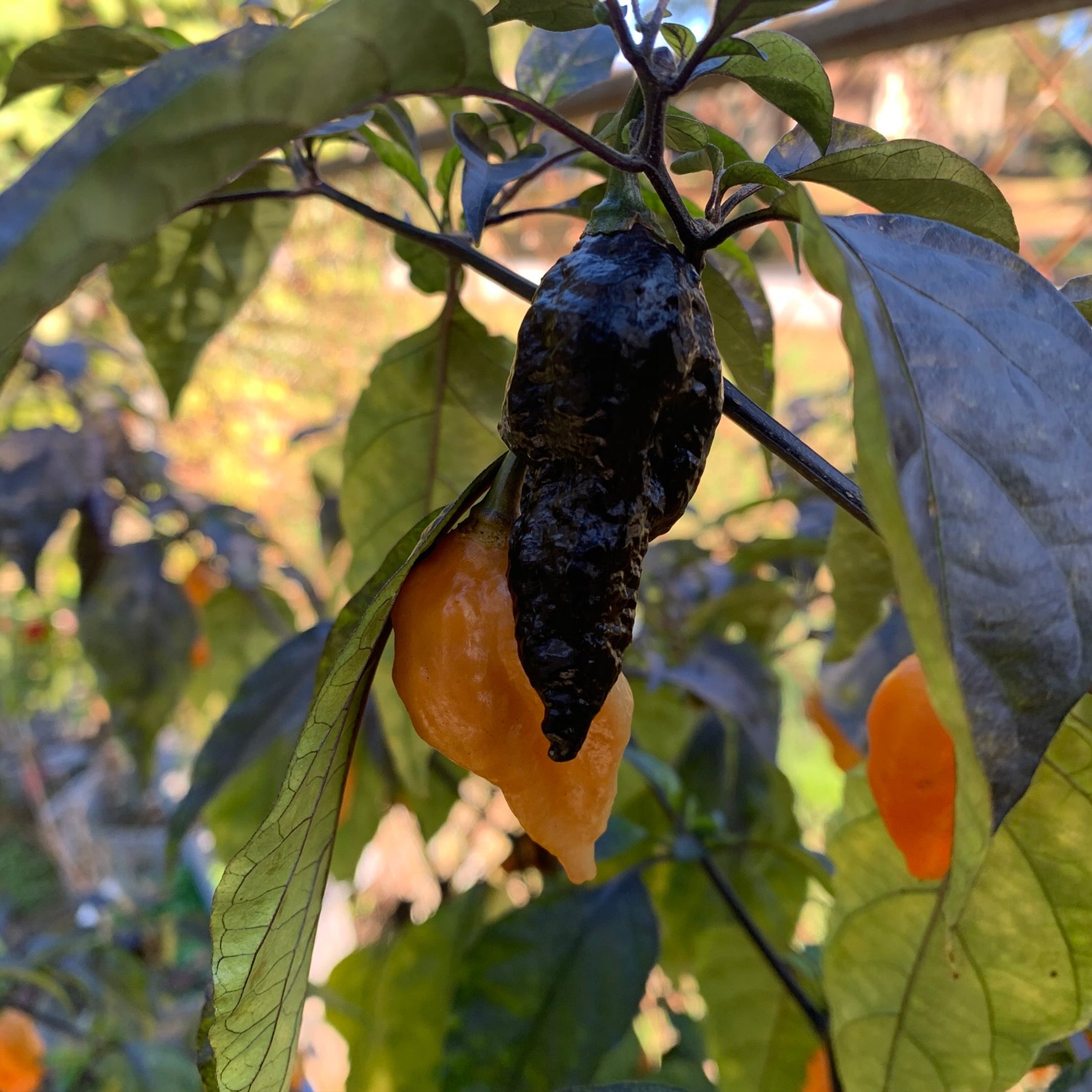 Black Panther Orange - Seeds - Bohica Pepper Hut - Little Red General Store