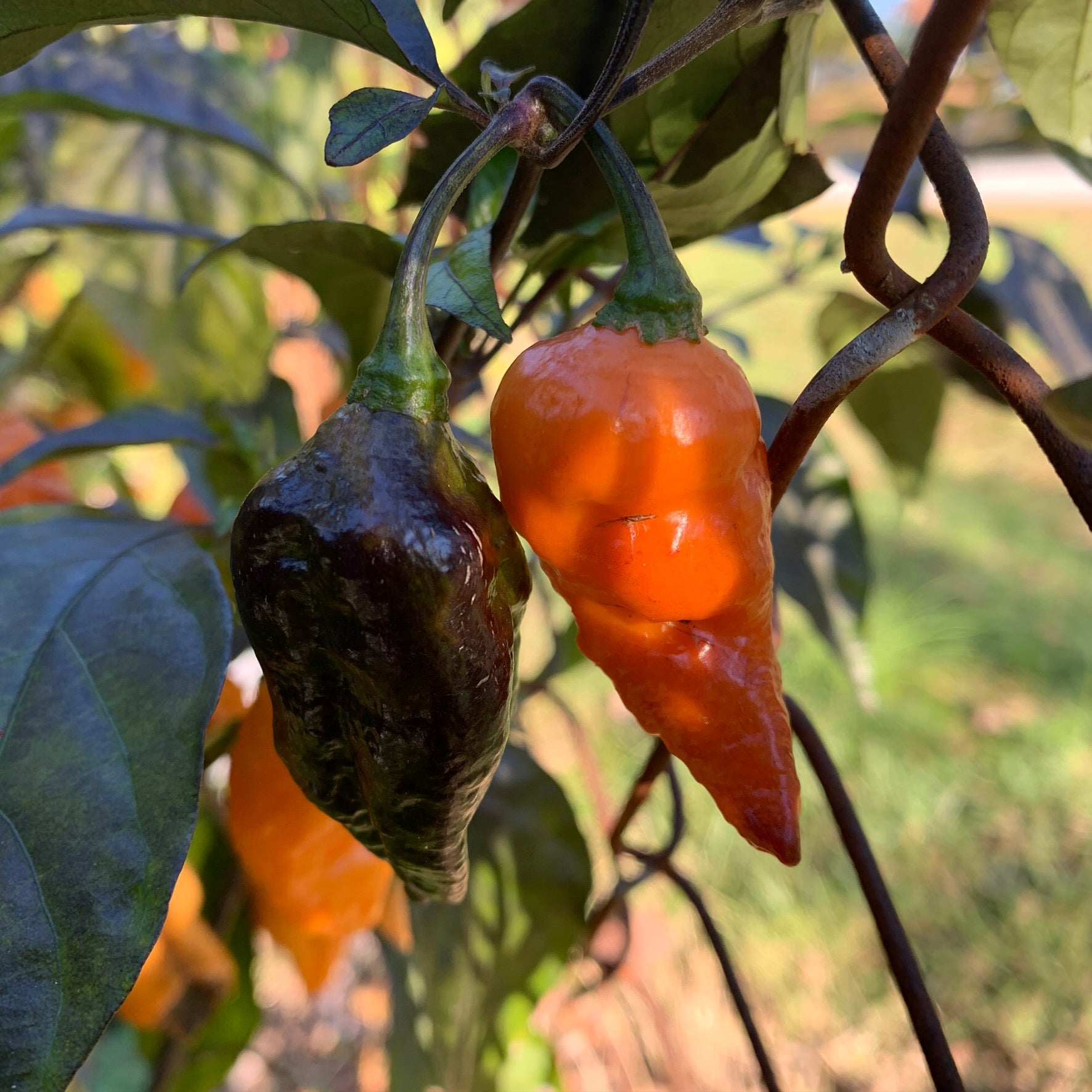 Black Panther Orange - Seeds - Bohica Pepper Hut - Little Red General Store