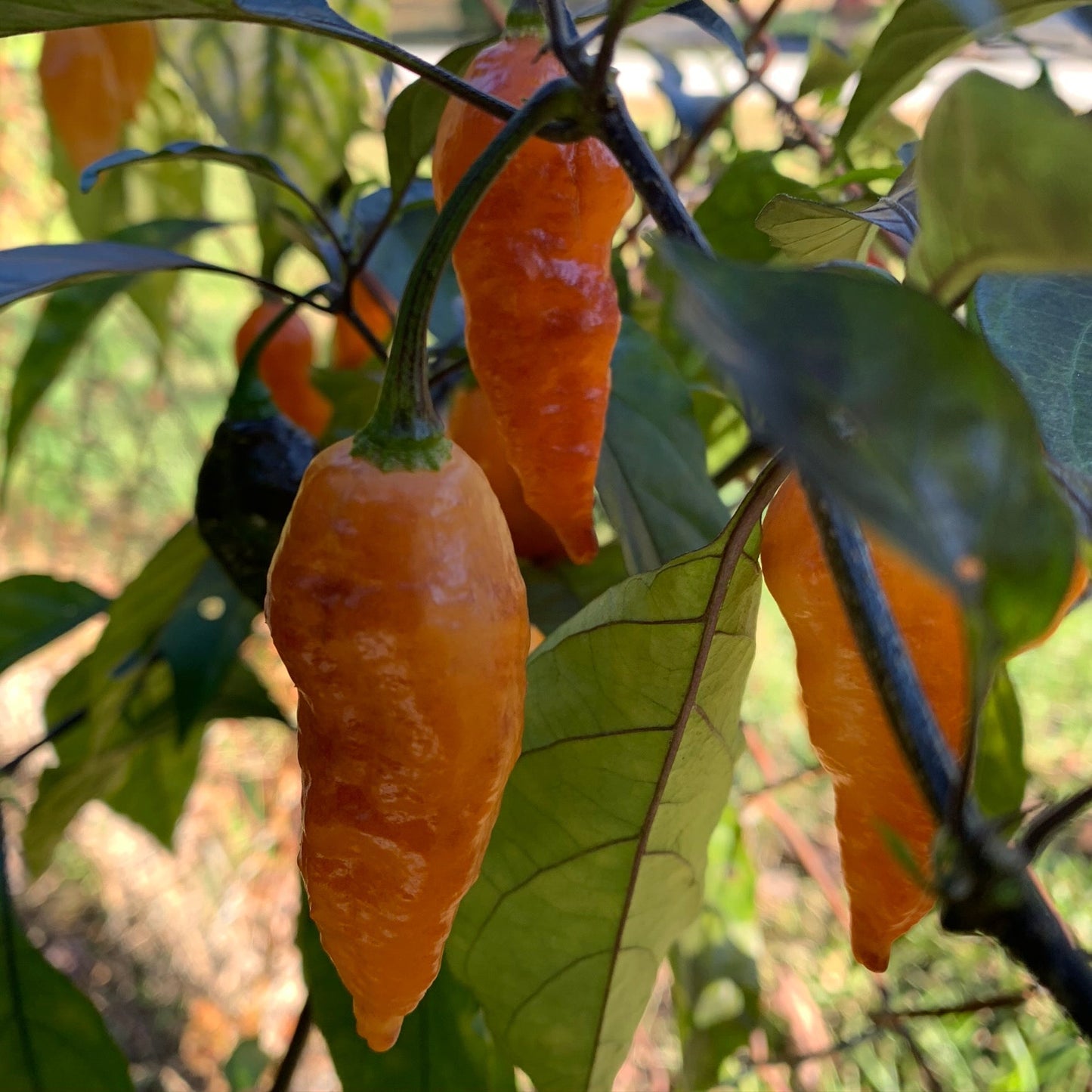 Black Panther Orange - Seeds - Bohica Pepper Hut - Little Red General Store