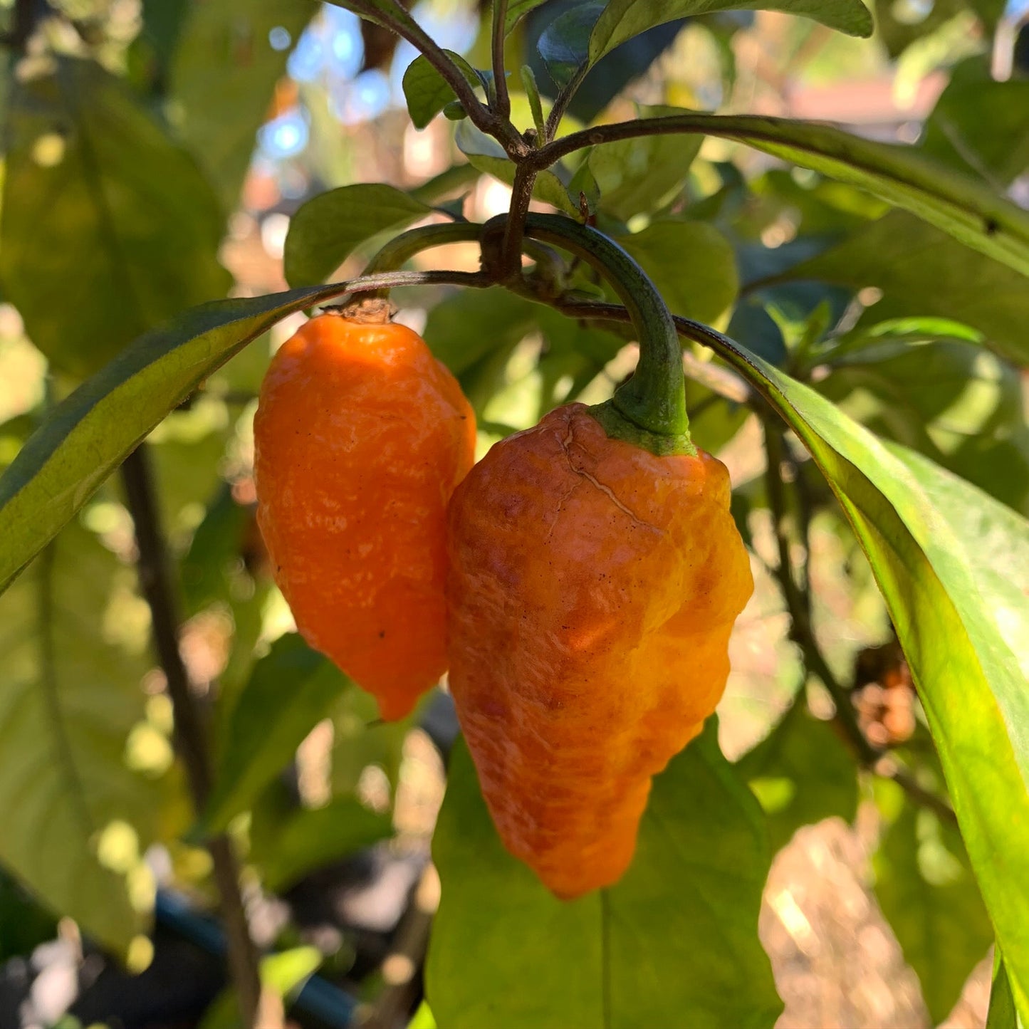 Black Panther Orange - Seeds - Bohica Pepper Hut - Little Red General Store