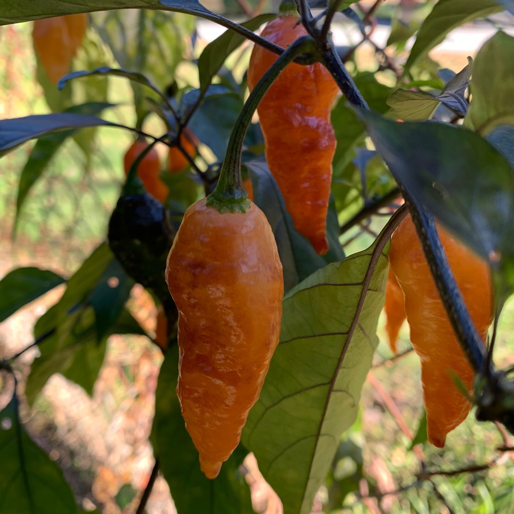 Black Panther Orange - Seeds - Bohica Pepper Hut - Little Red General Store