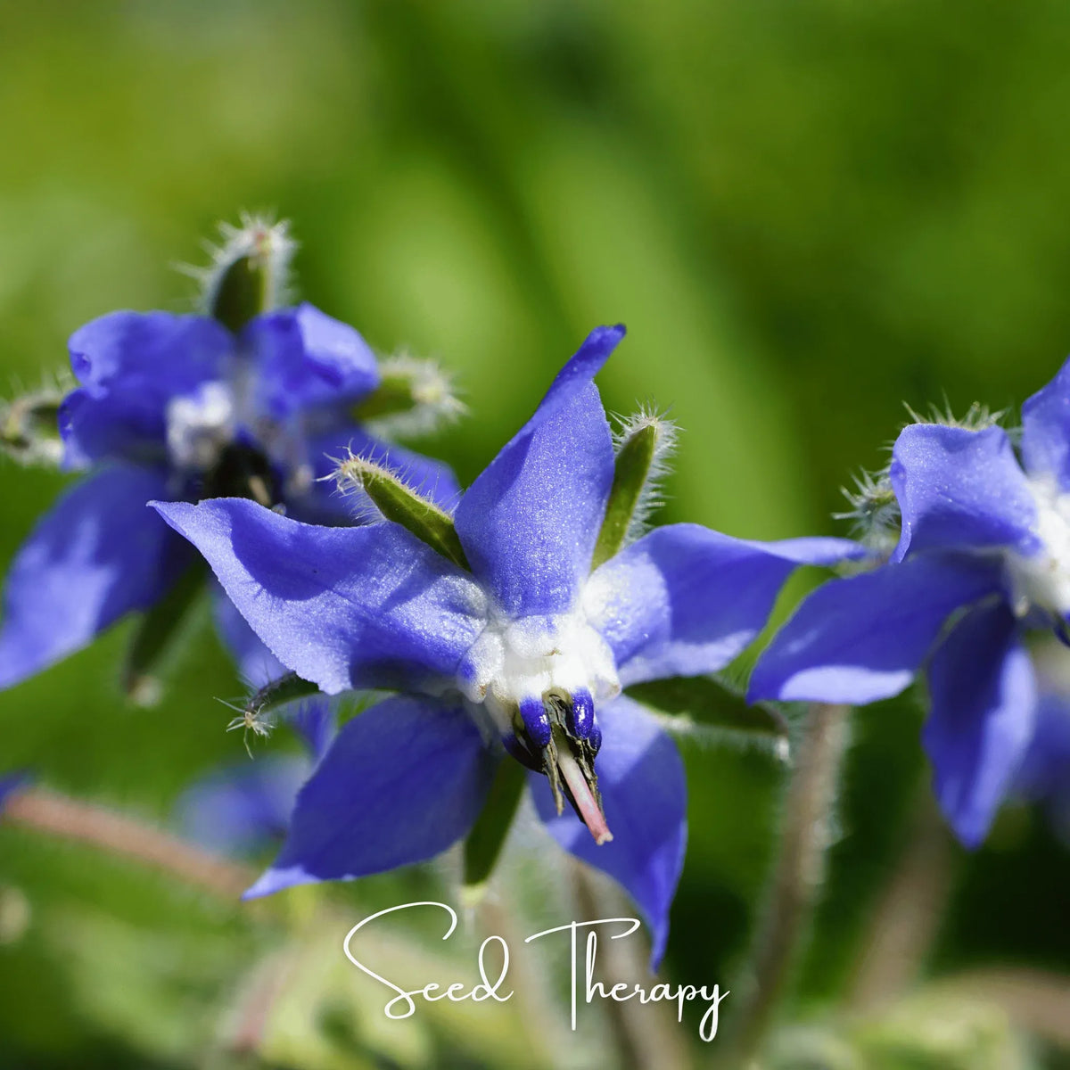 Blue Borage – 100 Seeds