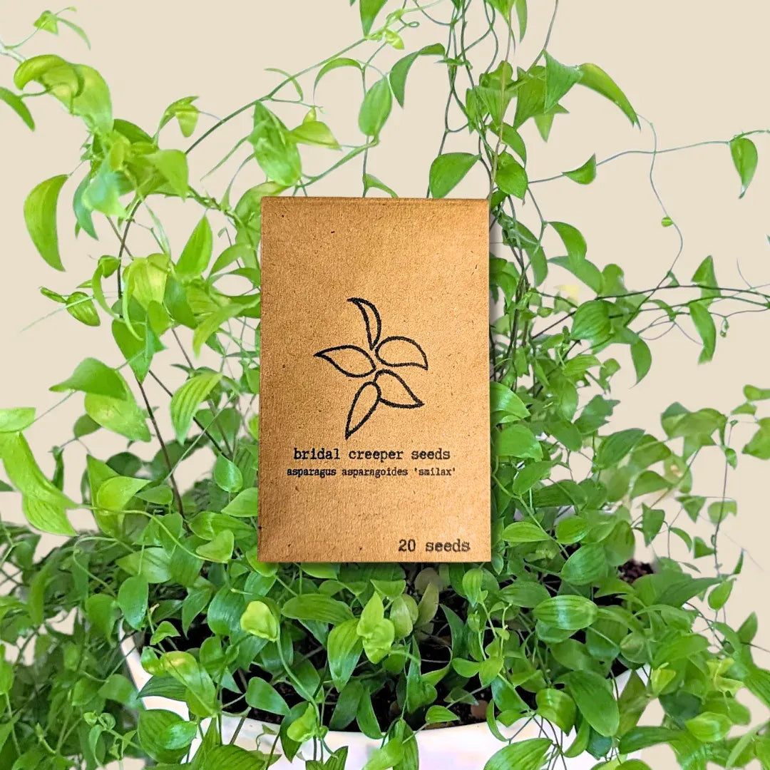 Asparagus Asparagoides Smilax 'Bridal Creeper' Seeds