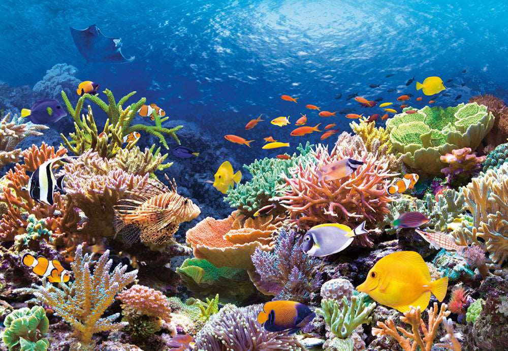1000 Piece Jigsaw Puzzle, Coral Reef Fishes, Sealife, Ocean, Adult Puzzle, Castorland C - 101511 - 2 - Bridge Toys - Premium Jigsaw Puzzles - Little Red General Store