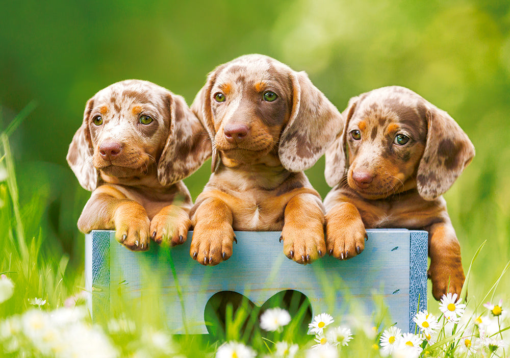 500 Piece Jigsaw Puzzle, Cute Dachshunds, Animal puzzle, Dogs, Puppies, Adult Puzzle, Castorland B - 53605 - Bridge Toys - Premium Jigsaw Puzzles - Little Red General Store