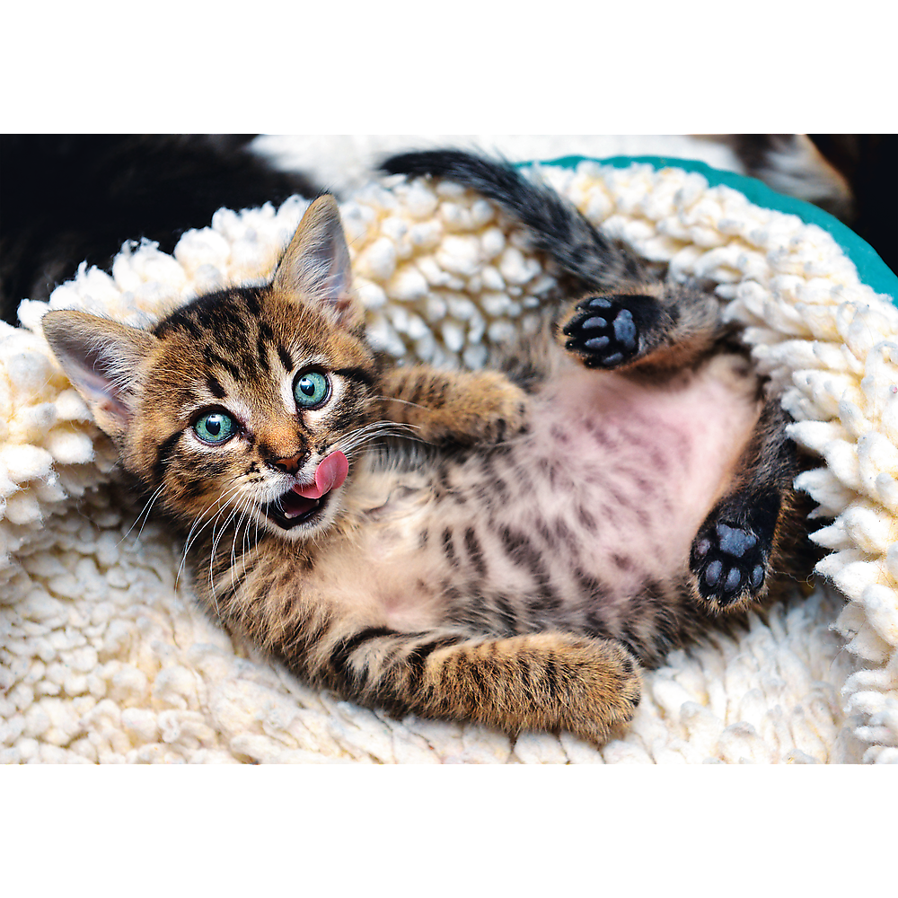 1000 Piece Jigsaw Puzzles, Cheerful Kitten, Puzzle of Animals, Cats, Kittens and Pets, Adult Puzzles, Trefl 10448 - Bridge Toys - Premium Jigsaw Puzzles - Little Red General Store