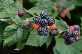 Raspberry, Black 'Bristol' (Live Plant)