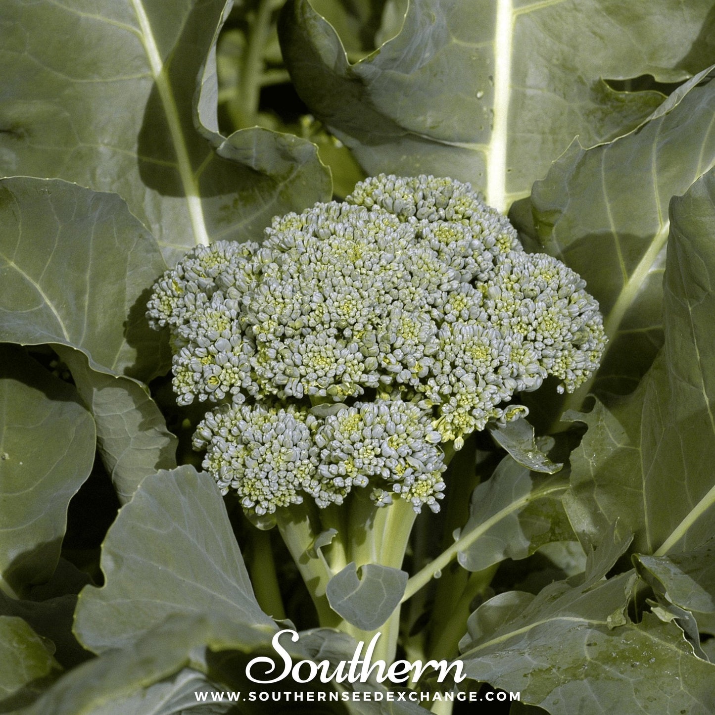 Di Cicco Broccoli – 200 Seeds