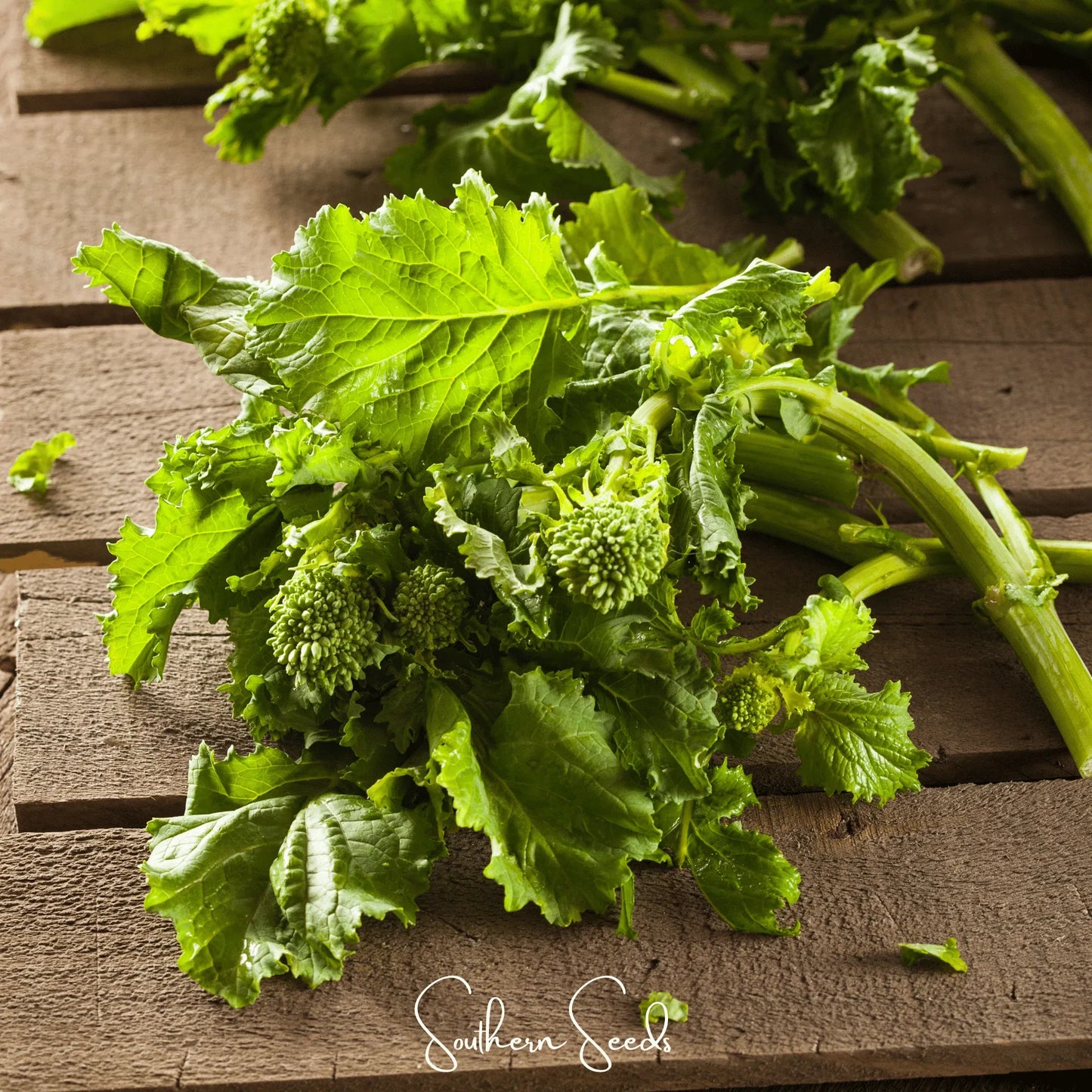 Rapini Raab Broccoli – 100 Seeds