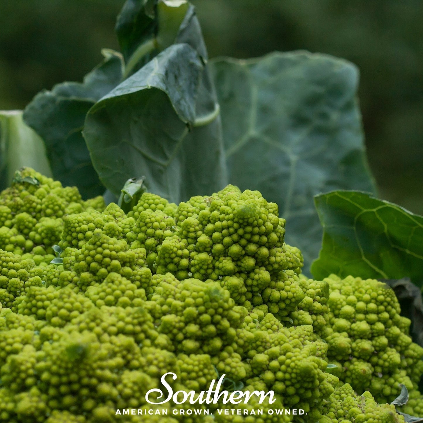 Romanesco Broccoli – 100 Seeds