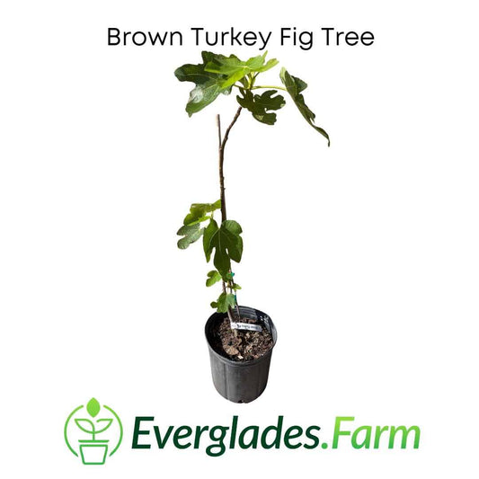 Brown Turkey Fig Tree, Dwarf