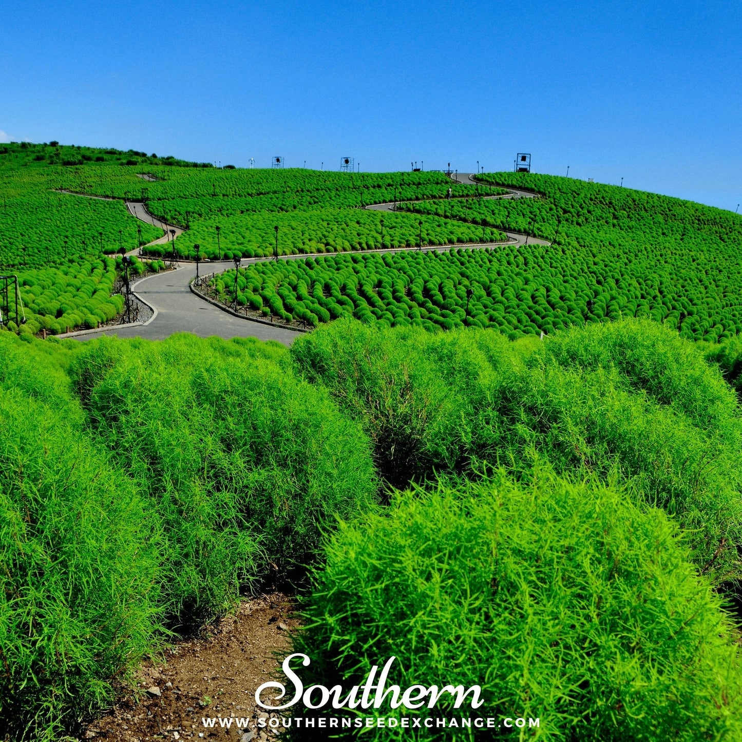 Burning Bush – 100 Seeds