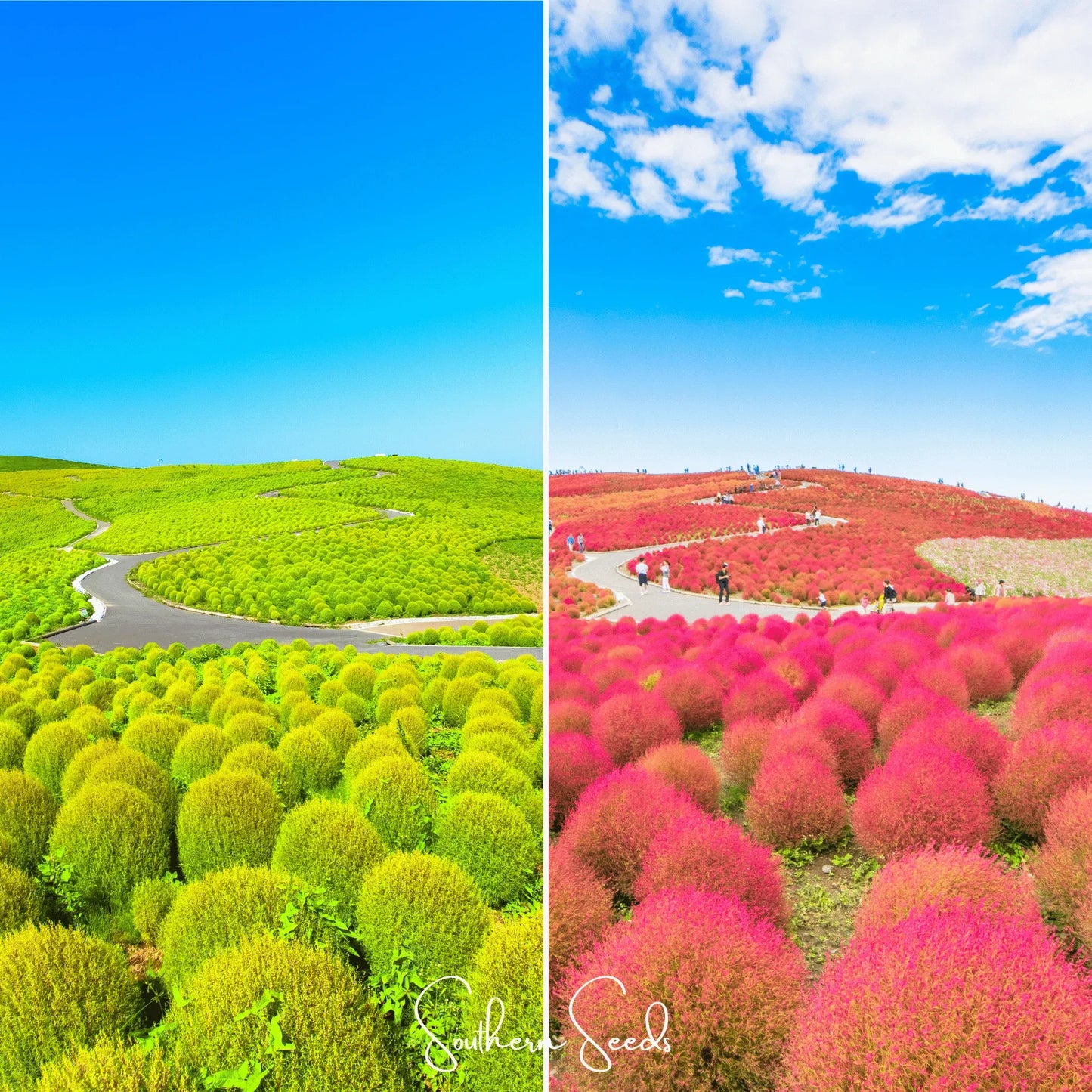 Burning Bush – 100 Seeds