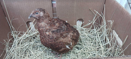 Red Range Coturnix Quail Hatching Eggs