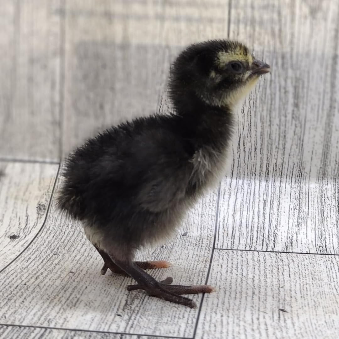 Black Quail Hatching Eggs - Pure Breed, Ideal for Aviary Hobbyists & Breeders