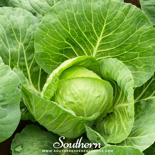 Golden Acre Cabbage – 200 Seeds