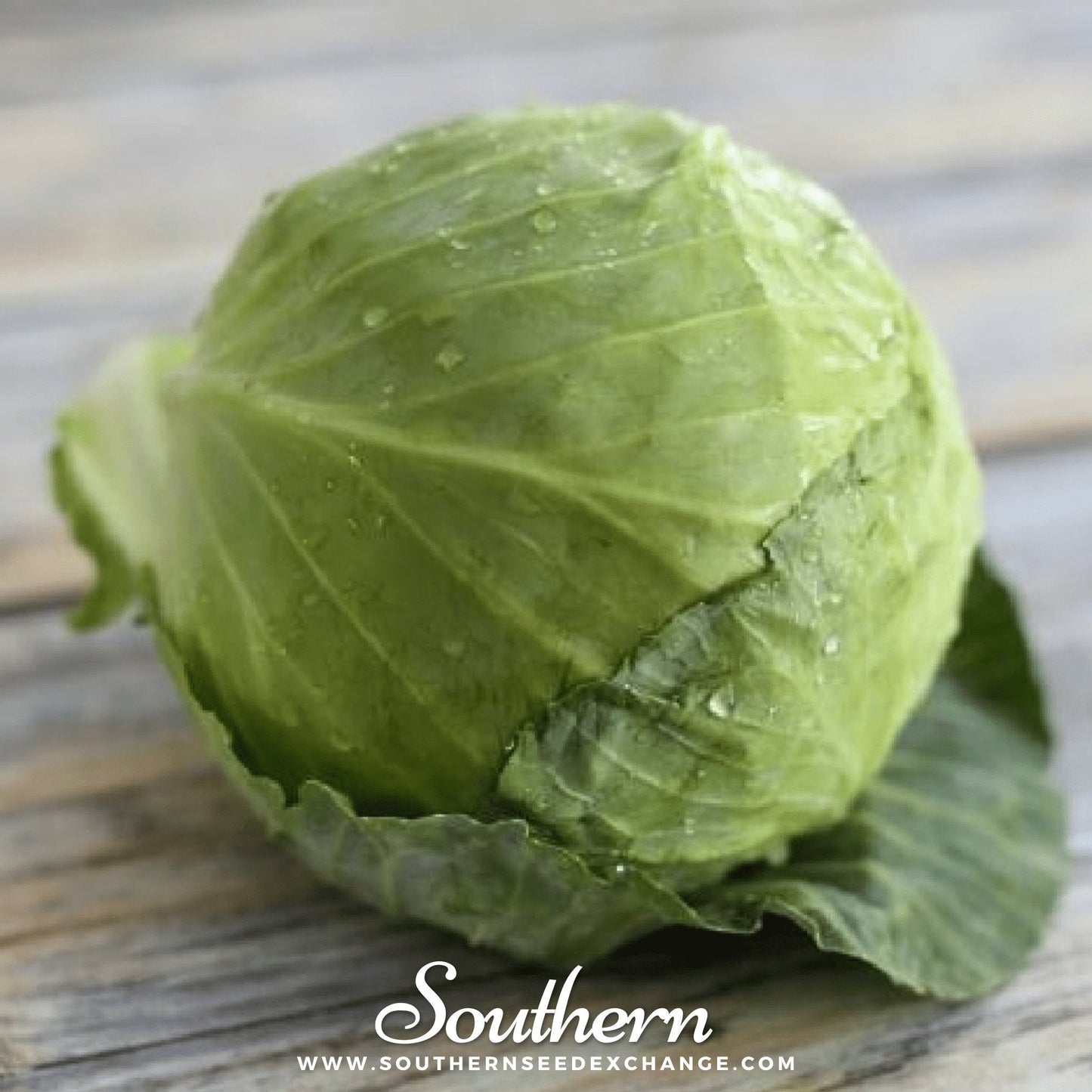 Golden Acre Cabbage – 200 Seeds