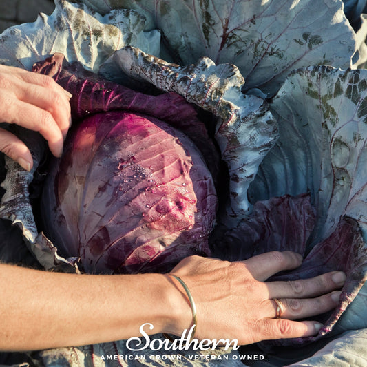 Red Acre Cabbage – 200 Seeds