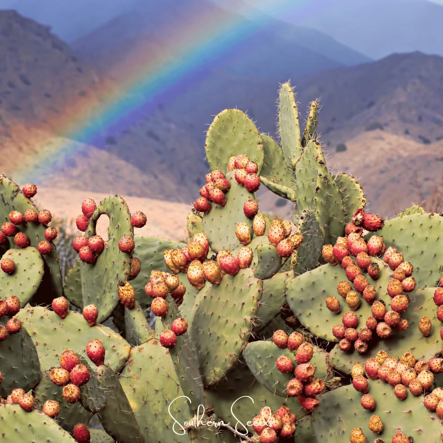 Prickly Pear Cactus – 15 Seeds