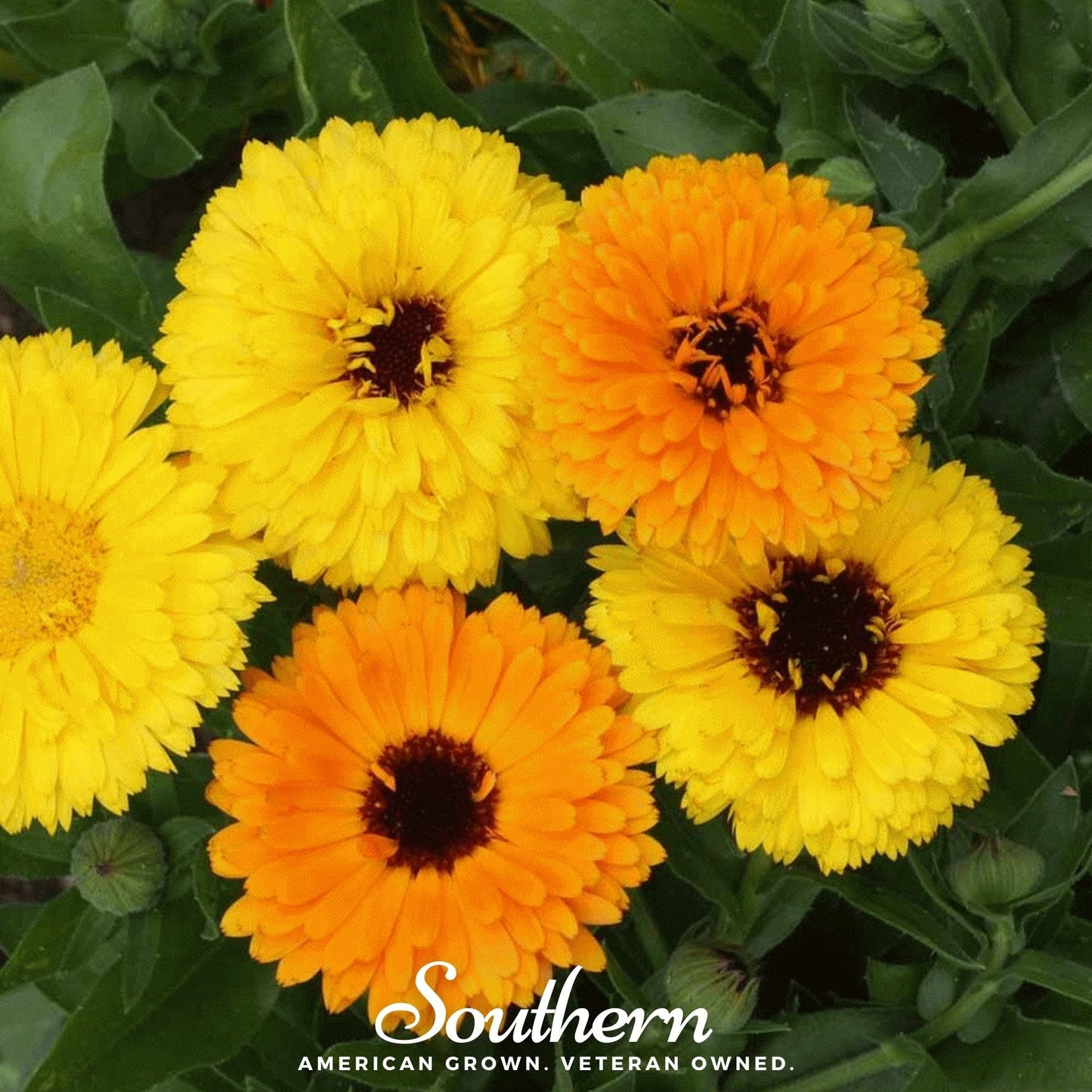 Fiesta Gitana Calendula – 100 Seeds