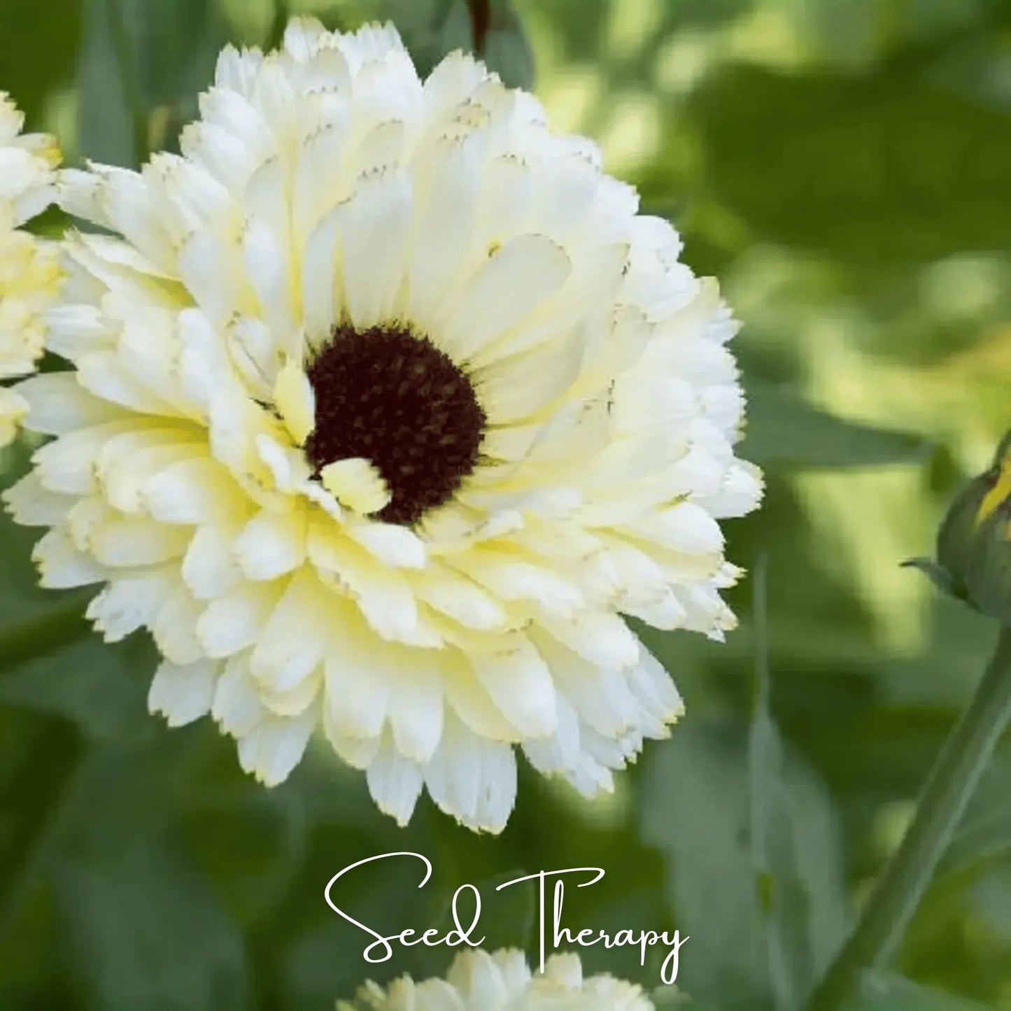 Ivory Princess Calendula – 50 Seeds