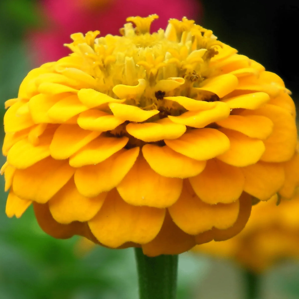 Canary Bird Zinnia – 100 Seeds - Plants + Seeds, Plants + Seeds » Unsorted Plants + Seeds, All Products, Products from Southern Seeds, 🏡 Home + Garden - Little Red General Store