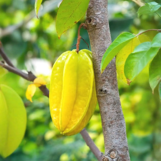 Star Fruit 'Kari' (Averrhoa carambola)